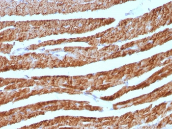 IHC: Formalin-fixed, paraffin-embedded human heart stained with Cytochrome C antibody cocktail (clones 7H8.