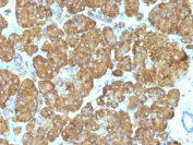IHC: Formalin-fixed, paraffin-embedded human pancreas stained with Cytochrome C antibody cocktail (clones 7H8.2C12 + CYCS/1010).
