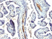 Formalin-fixed, paraffin-embedded human placenta stained with Podocalyxin antibody (2A4).