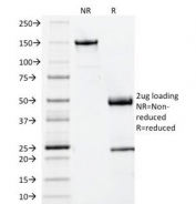 SDS-PAGE Analysis of Purified, BSA-Free Beta-2 Microglobulin Antibody (clone BBM.1). Confirmation of Integrity and Purity of the Antibody.