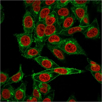 Immunofluorescent staining of human HeLa cells with Beta-2 Microglobulin antibody (green, clone BBM.1) and Reddot nuclear stain (red).~