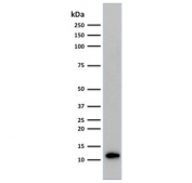 Western blot testing of human Raji cell lysate with Beta-2 Microglobulin antibody (clone C21.48A1). Expected molecular weight: 12-14 kDa.