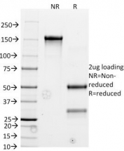 SDS-PAGE Analysis of Purified, BSA-Free Bcl2 Antibody cocktail (BCL2/782). Confirmation of Integrity and Purity of the Antibody.
