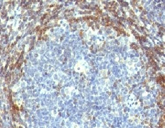 IHC: Formalin-fixed, paraffin-embedded human tonsil stained with Bcl2 antibody (BCL2/782).~