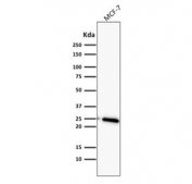 Western blot testing of human MCF7 cell lysate with Bcl2 antibody (clone BCL2/782). Routinely observed at 18-22 kDa.