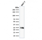 Western blot testing of human MCF7 cell lysate with Bcl-2 antibody (clone BCL2/796).