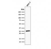 Western blot testing of human MCF7 cell lysate with Bcl-2 antibody (clone BCL2/782 + BCL2/796).