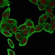 Immunofluorescent staining of permeabilized human HeLa cells with Alpha Smooth Muscle Actin antibody (green, clone ACTA2/791) and Reddot nuclear stain (red).
