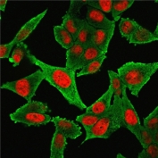Immunofluorescent staining of fixed human HeLa cells with ACTA2 antibody cocktail antibody (clone 1A4 + ACTA2/791, green) and NucSpot nuclear stain (red).