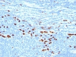 IHC analysis of formalin-fixed, paraffin-embedded human tonsil stained with MRP8 + MRP14 protein antibody (clone MAC387).