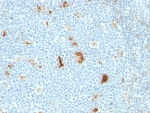 IHC: Formalin-fixed, paraffin-embedded human tonsil stained with anti-Macrophage antibody (SPM281)