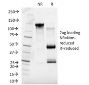 SDS-PAGE Analysis of Purified, BSA-Free SHBG Antibody (clone SHBG/245). Confirmation of Integrity and Purity of the Antibody.