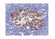 IHC analysis of formalin-fixed, paraffin-embedded normal human spleen stained with CDw75 antibody (clone LN1).