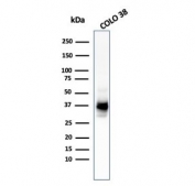 Western blot testing of human COLO-38 cell lysate with gp100 antibody cocktail (clones HMB45 + PMEL/783).