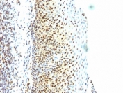 IHC: Formalin-fixed, paraffin-embedded human tonsil stained with SUMO-2 antibody.
