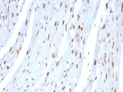 IHC: Formalin-fixed, paraffin-embedded rat heart stained with SUMO-2 antibody.