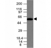 Western blot of HeLa cell lysate using Fascin antibody (clone FSN1/417). Predicted molecular weight: 55 kDa.
