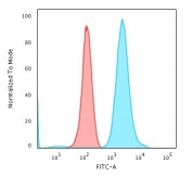 Flow cytometry testing of PFA-fixed human K562 cells with Fascin antibody (clone FSCN1/417); Red=isotype control, Blue= Fascin antibody.