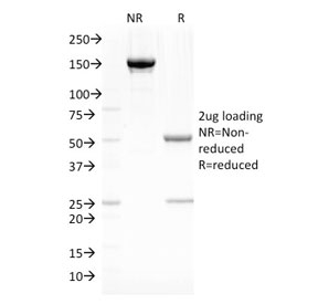 SDS-PAGE analysis of purified, BSA-free Fascin antibody (clone SPM133) as confirmation of integrity and purity.