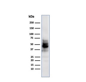 Western blot testing of human COLO-38 cell lysate with SOX10 antibody (clone SPM607). Expected molecular weight: 50-58 kDa.~