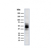 Western blot testing of human COLO-38 cell lysate with SOX10 antibody (clone SPM607). Expected molecular weight: 50-58 kDa.