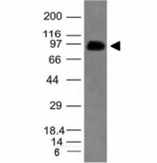 Western blot analysis of human spleen lysate using CD43 antibody (SPN/839). Expected molecular weight: 45-115 kDa depending on glycosylation level.