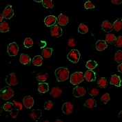 Immunofluorescent staining of human K562 cells with CD43 antibody (clone SPN/839, green) and NucSpot nuclear stain (red).