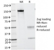 SDS-PAGE analysis of purified, BSA-free CD43 antibody (clone SPN/839) as confirmation of integrity and purity.