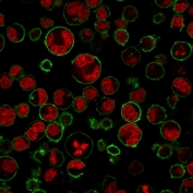 Immunofluorescence staining of human K562 cells with CD43 antibody (clone 84-3C1, green) and NucSpot (red).