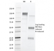 SDS-PAGE analysis of purified, BSA-free CD43 antibody (clone 84-3C1) as confirmation of integrity and purity.