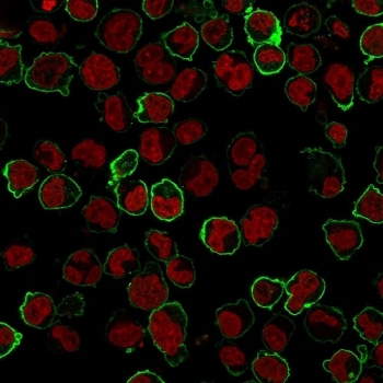 Immunofluorescence staining of human K562 cells with CD43 antibody (green, clone Bra7G) and NucSpot (red).~