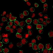 Immunofluorescence staining of human K562 cells with CD43 antibody (clone SPN/1094, green) and NucSpot (red).