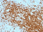 IHC: Formalin-fixed, paraffin-embedded human tonsil stained with CD43 antibody (clone SPN/1094).