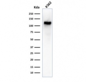 Western blot testing of human K562 cell lysate with CD43 antibody (clone SPN/1094). Predicted molecular weight 45-135 kDa depending on glycosylation level.