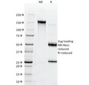 SDS-PAGE analysis of purified, BSA-free CD147 antibody (clone BSG/963) as confirmation of integrity and purity.