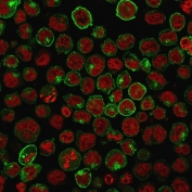 Immunofluorescent staining of PFA-fixed human K562 cells with Transferrin Receptor antibody (clone TFRC/1059, green) and Reddot nuclear stain (red).