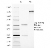 SDS-PAGE Analysis of Purified, BSA-Free CD90 Antibody (clone AF-9). Confirmation of Integrity and Purity of the Antibody.