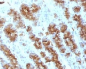 IHC: Formalin-fixed, paraffin-embedded rat stomach stained with TNF alpha antibody (clone TNFA/1172).