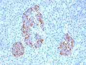 IHC staining of FFPE human pancreas with TNF alpha antibody (clone TNFA/1172).