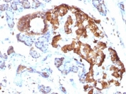 IHC: Formalin-fixed, paraffin-embedded rat pancreas stained with TNF alpha antibody (clone TNFA/1172).