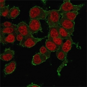 Immunofluorescent staining of human HepG2 cells with TNF-a antibody (clone P/T2, green) and Reddot nuclear stain (red).