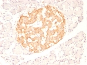 IHC: Formalin-fixed, paraffin-embedded rat pancreas stained with TNFa antibody (clone TNF706).
