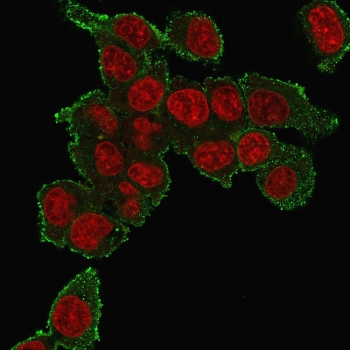 Immunofluorescent staining of human HepG2 cells with TNFa antibody (green, clone TNF706) and Reddot nuclear stain (red).~