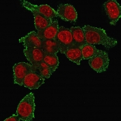 Immunofluorescent staining of human HepG2 cells with TNFa antibody (green, clone TNF706) and Reddot nuclear stain (red).