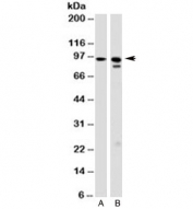 Western blot testing of A) human HeLa and B) mouse NIH3T3 cell lysate with GRP94 antibody (clone 9G10.F8.2). Expected molecular weight: 94~96kDa.