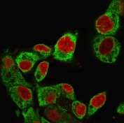 Immunofluorescent staining of permeabilized human HepG2 cells with gp96 antibody (clone SPM249, green) and Reddot nuclear stain (red).