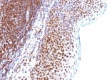 IHC: Formalin-fixed, paraffin-embedded human tonsil stained with SUMO-1 antibody (SUMO1/1188)