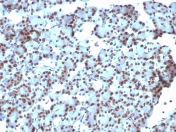 IHC: Formalin-fixed, paraffin-embedded rat pancreas stained with SUMO-1 antibody (SUMO1/1188)