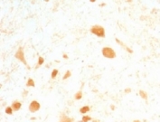 IHC: Formalin-fixed, paraffin-embedded rat cerebellum stained with PGP 9.5 antibody (UCHL1/775).