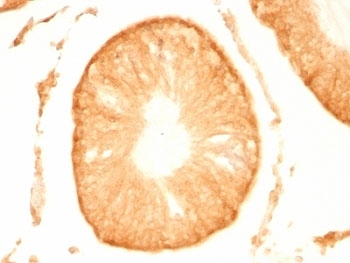IHC: Formalin-fixed, paraffin-embedded rat testis stained with PGP 9.5 antibody (UCHL1/775).~
